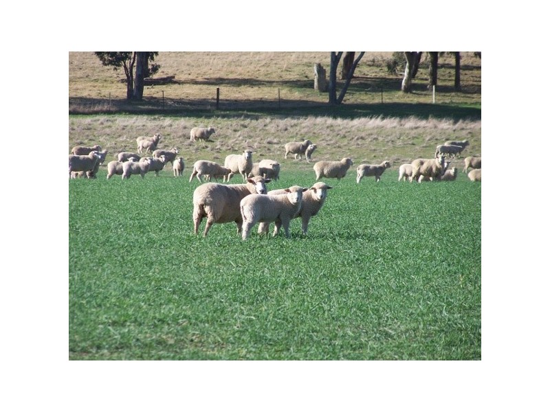 91 Kennys Lane, Lyndhurst NSW 2797