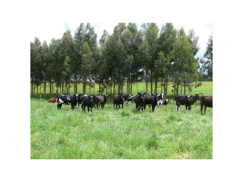 21 Pilkingtons Road, Fish Creek VIC 3959