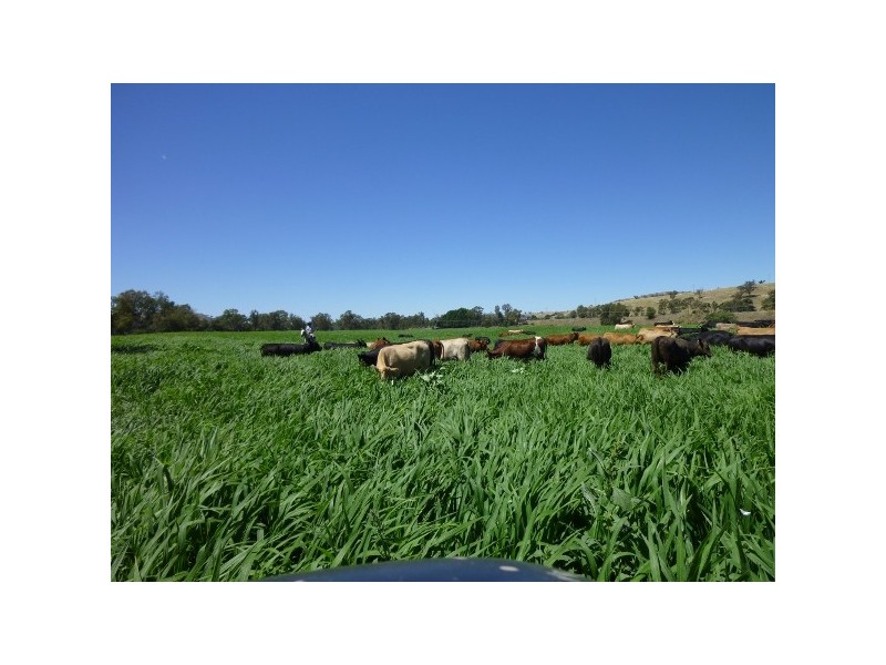 Gundagai NSW 2722