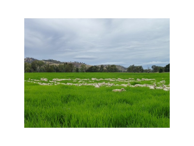 Gundagai NSW 2722