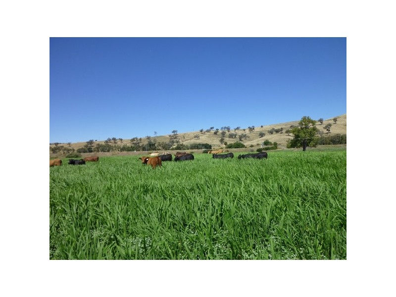 Gundagai NSW 2722