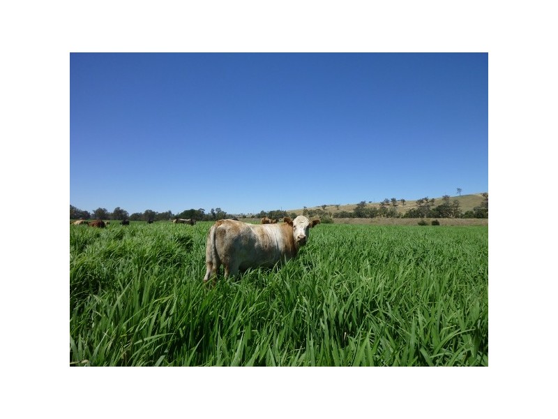 Gundagai NSW 2722