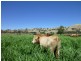 Gundagai NSW 2722
