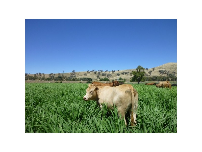 Gundagai NSW 2722