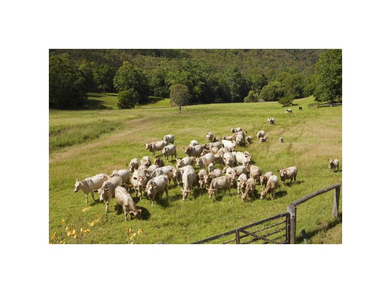 Yarramalong NSW 2259