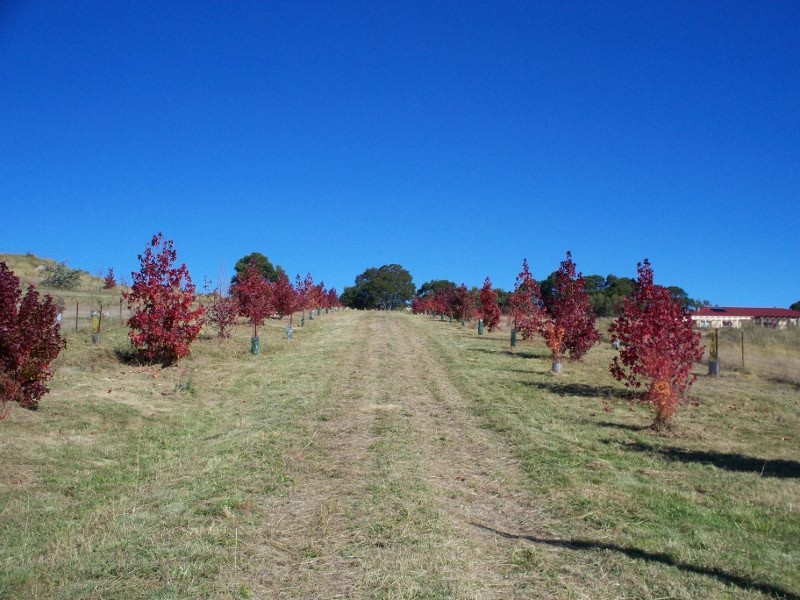 491 Back Cullen Bullen Road, Portland NSW 2847