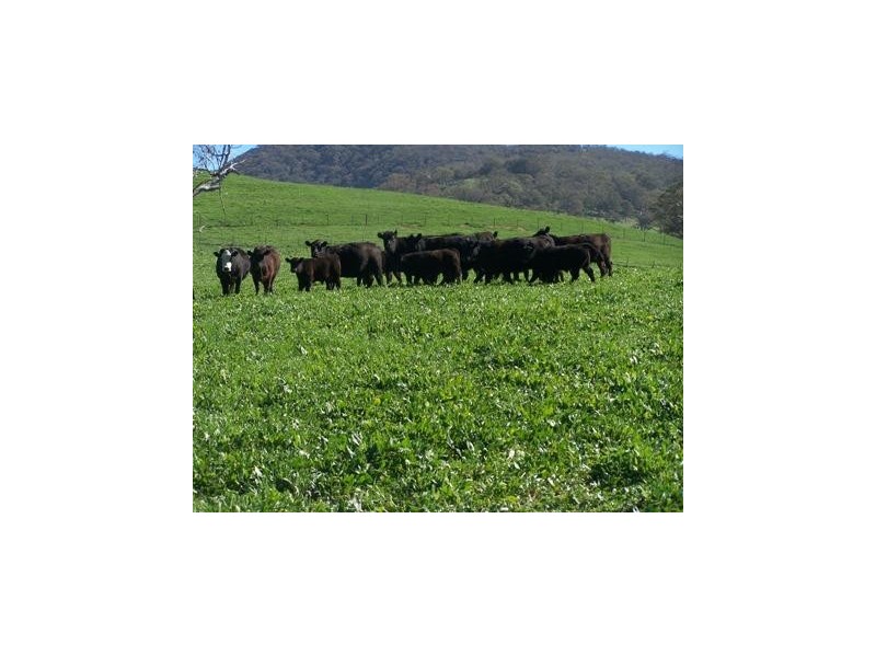 Adjungbilly NSW 2727