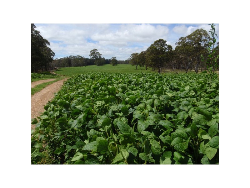 Hernani NSW 2453