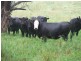 Wongwibinda NSW 2350