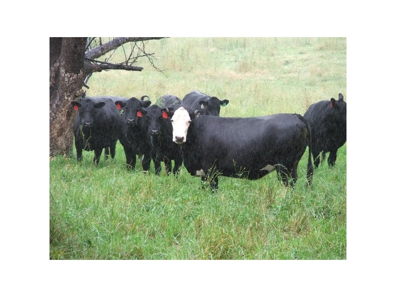 Wongwibinda NSW 2350