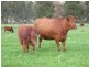 Wongwibinda NSW 2350