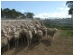 Wongwibinda NSW 2350