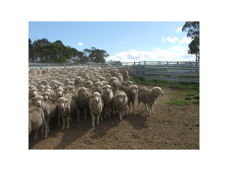 Wongwibinda NSW 2350