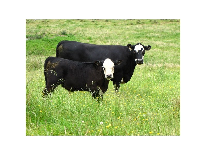 “Teangi” 338 Fishington Road, Wongwibinda NSW 2350