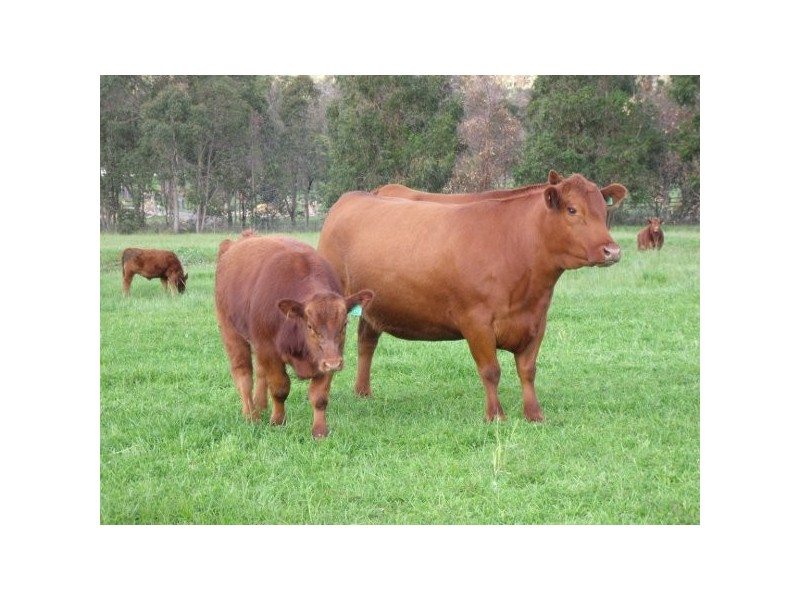 “Teangi” 338 Fishington Road, Wongwibinda NSW 2350