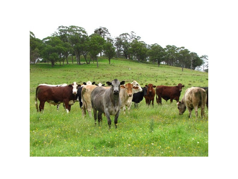 “Teangi” 338 Fishington Road, Wongwibinda NSW 2350