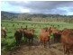 “Willowood” 3777 Tumbarumba Road, Carabost NSW 2650