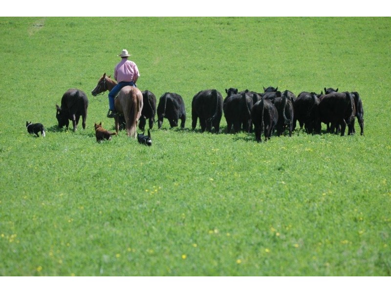 “Pilchers” 4515 Clarence Town Road, Dungog NSW 2420