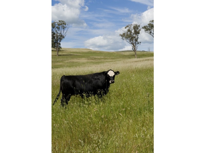 “Devanah” 411 Mousehole Lane, Bowan Park NSW 2864