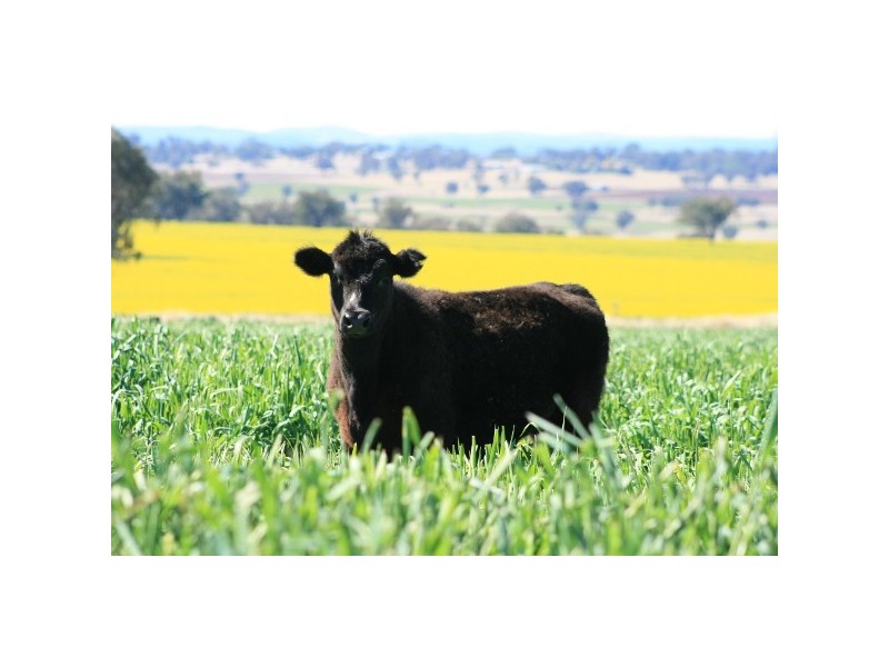 “Macintyre Station” 86 Macintyre Station Road, Bukkulla NSW 2360