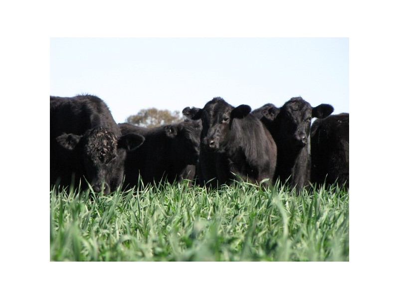 “Macintyre Station” 86 Macintyre Station Road, Bukkulla NSW 2360