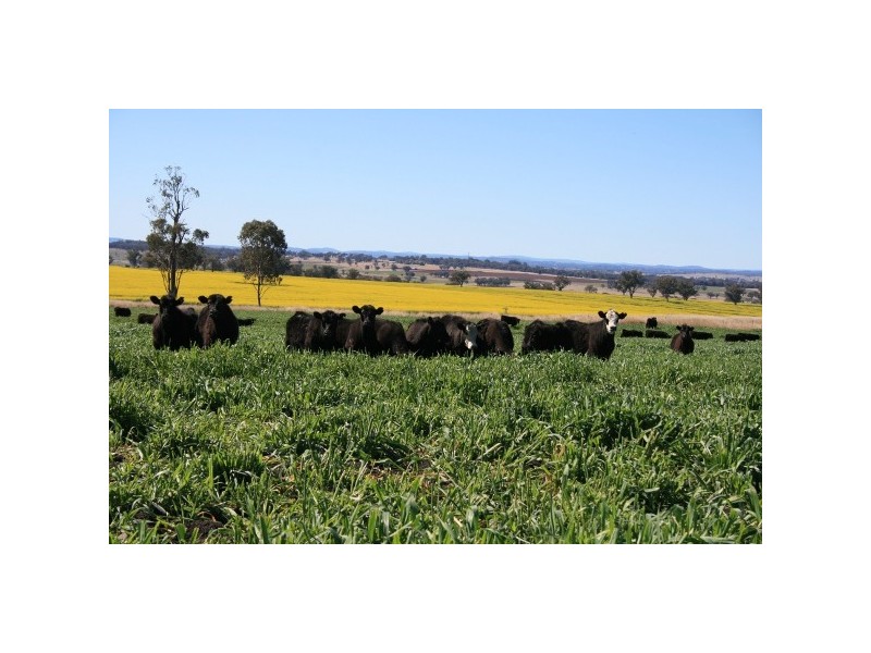 “Macintyre Station” 86 Macintyre Station Road, Bukkulla NSW 2360