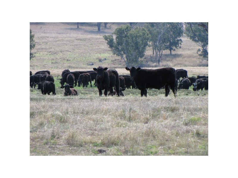 “Macintyre Station” 86 Macintyre Station Road, Bukkulla NSW 2360