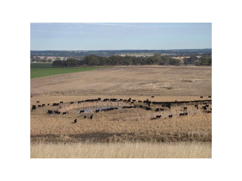 “Macintyre Station” 86 Macintyre Station Road, Bukkulla NSW 2360