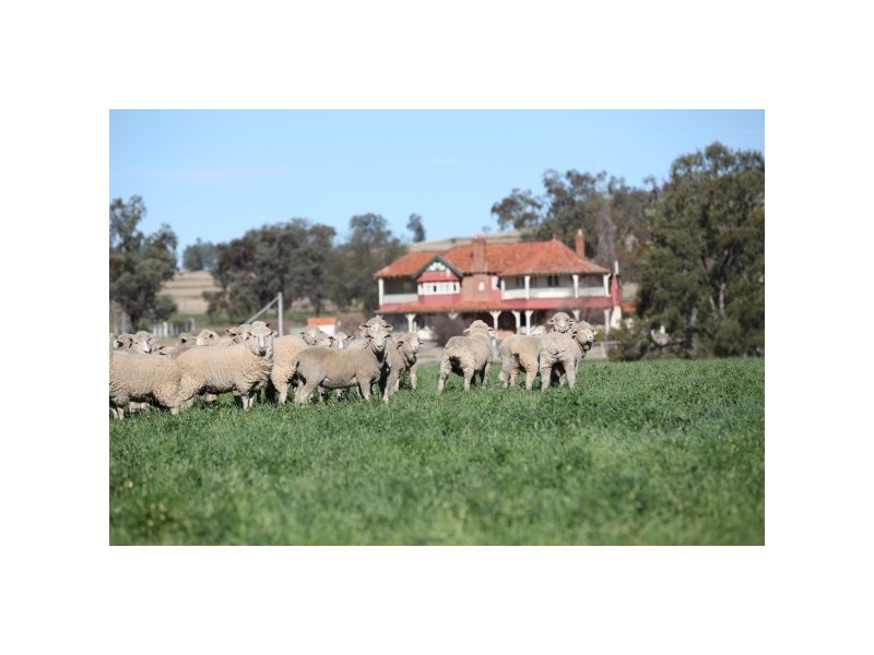 “Myall Creek Station” 2450 Bingara Road, Delungra NSW 2403