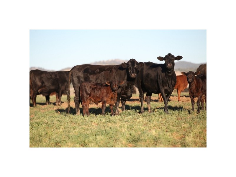 “Myall Creek Station” 2450 Bingara Road, Delungra NSW 2403