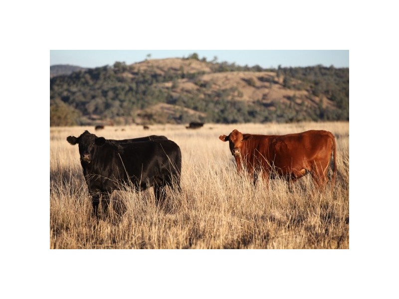 “Myall Creek Station” 2450 Bingara Road, Delungra NSW 2403