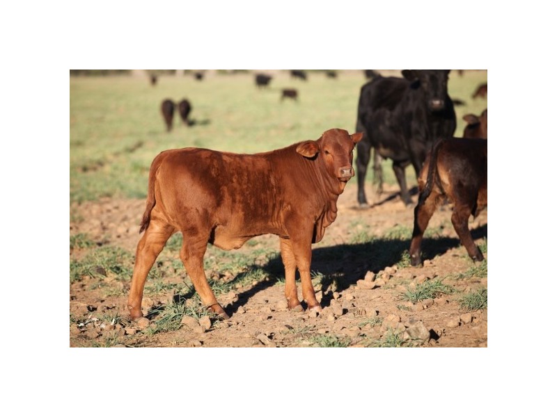 “Myall Creek Station” 2450 Bingara Road, Delungra NSW 2403