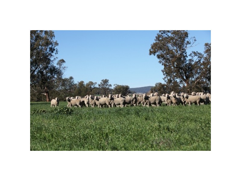 “Myall Creek Station” 2450 Bingara Road, Delungra NSW 2403