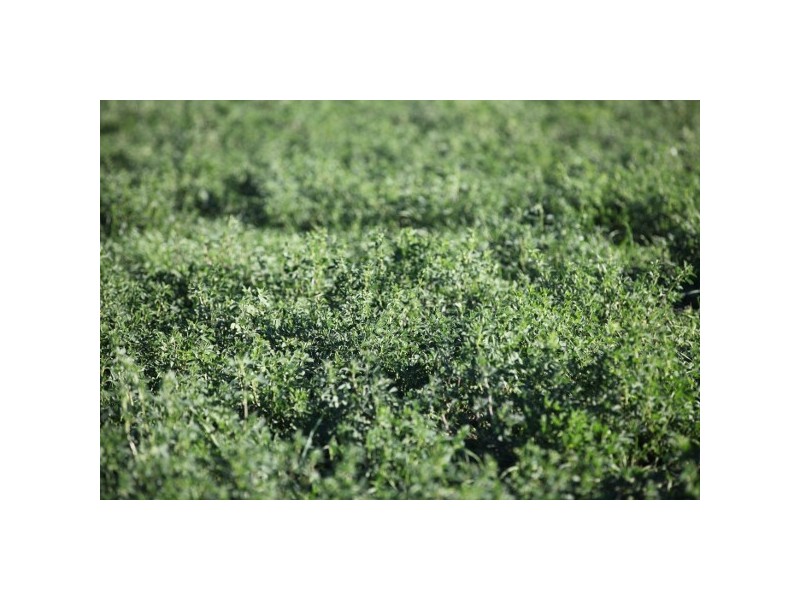 “Myall Creek Station” 2450 Bingara Road, Delungra NSW 2403