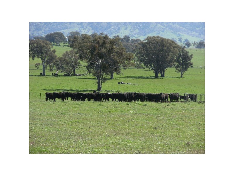 “The Poplars” 14 Wee Jasper Road, Wyangle NSW 2720