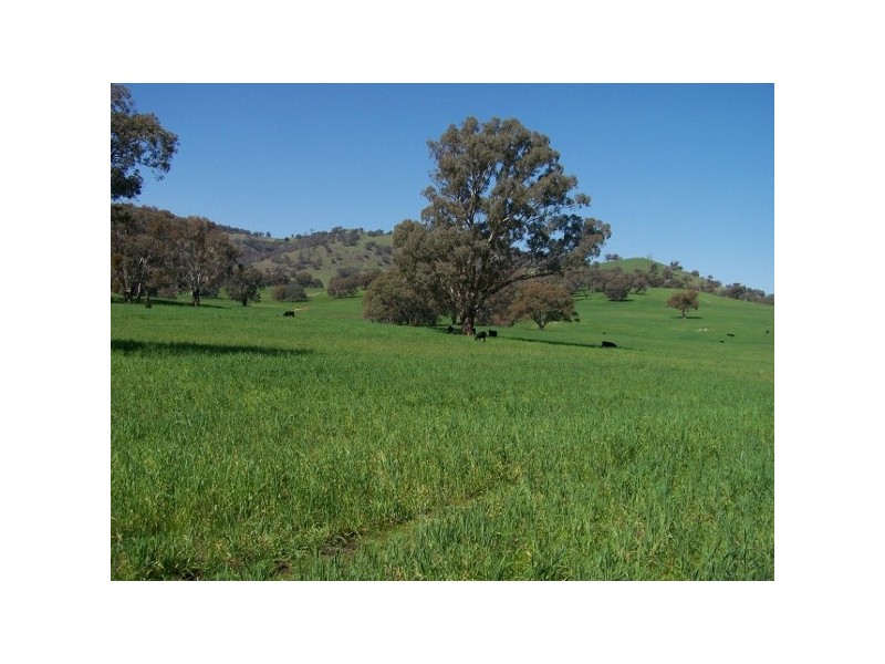 “The Poplars” 14 Wee Jasper Road, Wyangle NSW 2720