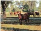 “Inglegreen” 821 Culgoora Road, Narrabri NSW 2390