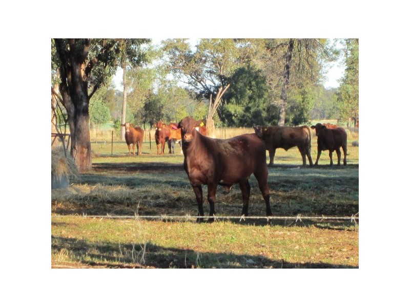 “Inglegreen” 821 Culgoora Road, Narrabri NSW 2390