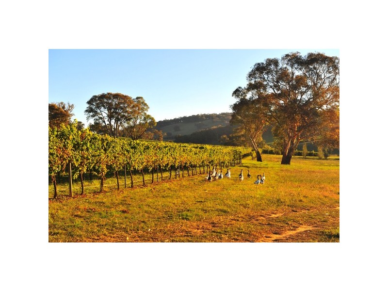 “Mayfield South” 954 Icely Road, Orange NSW 2800