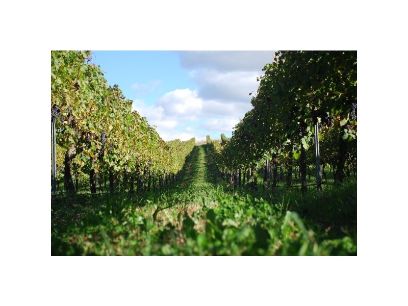 “Mayfield South” 954 Icely Road, Orange NSW 2800