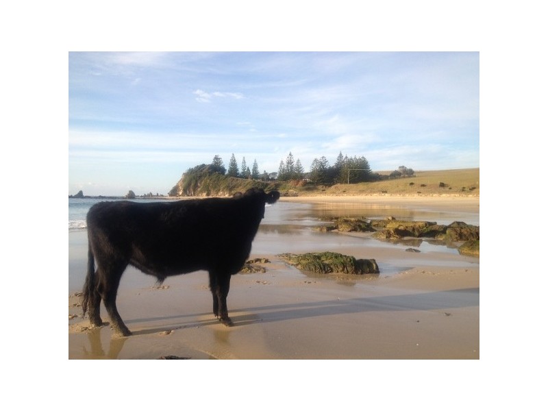 “Glasshouse Rocks Estate” 208 Glasshouse Rocks Road, Narooma NSW 2546