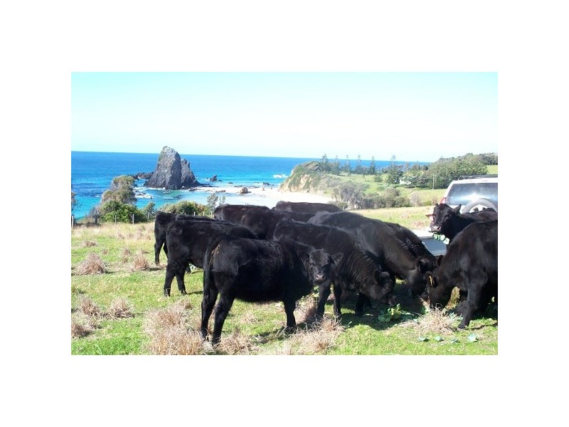 “Glasshouse Rocks Estate” 208 Glasshouse Rocks Road, Narooma NSW 2546