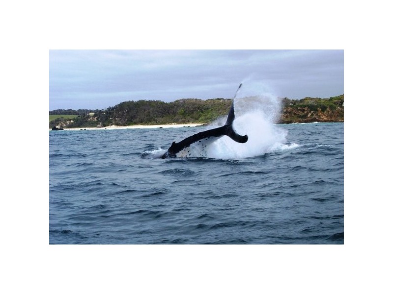 “Glasshouse Rocks Estate” 208 Glasshouse Rocks Road, Narooma NSW 2546