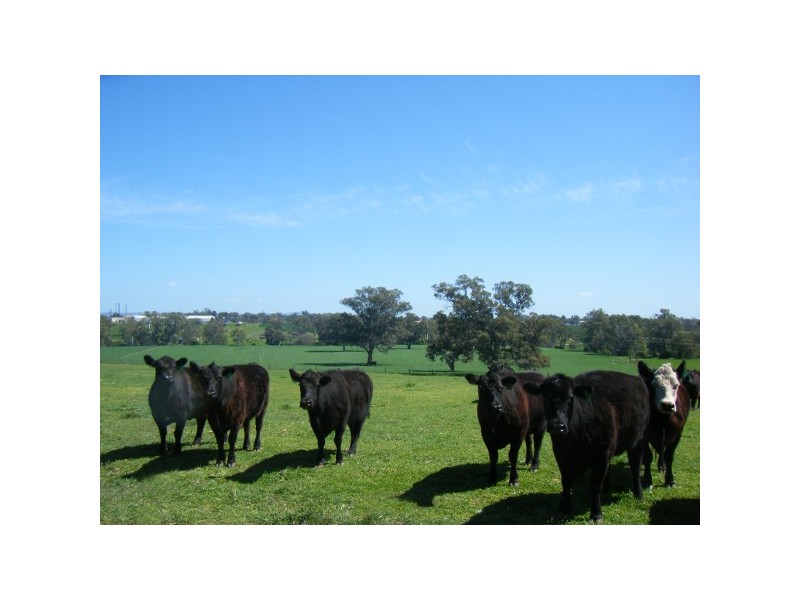 “Jerula” 226 Darby Falls Road, Cowra NSW 2794