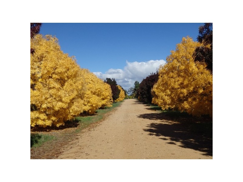 “Jerula” 226 Darby Falls Road, Cowra NSW 2794