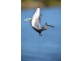 Palmers Island NSW 2463