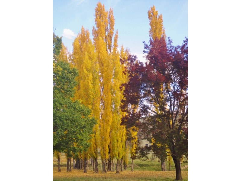 “Silverwood” 3123 Rugby Road, Rugby NSW 2583