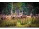 Wangrah Wilderness Lodge, Tenterfield NSW 2372