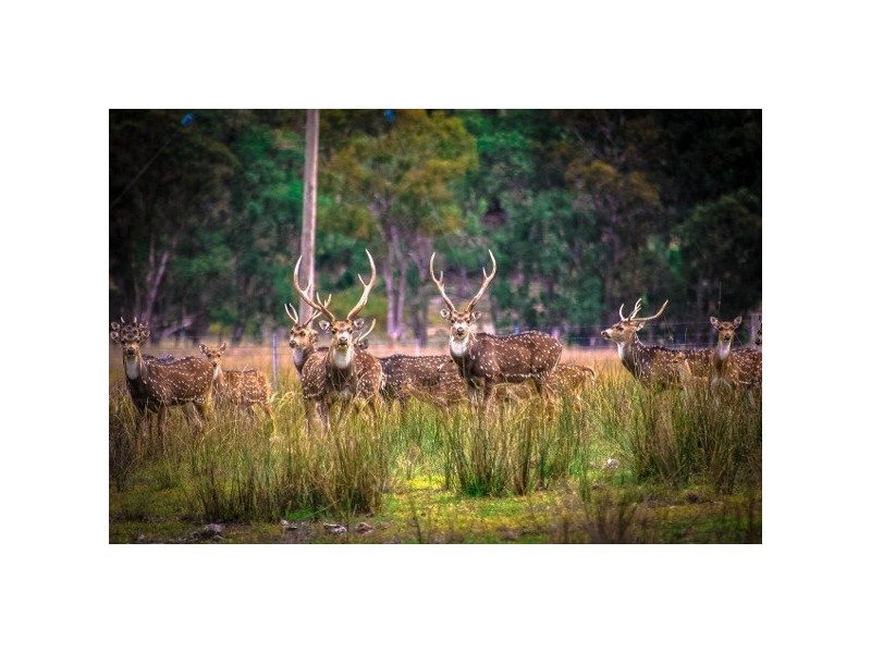 Wangrah Wilderness Lodge, Tenterfield NSW 2372