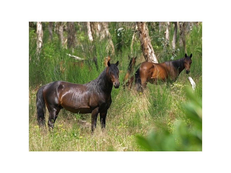 “The Tops Organic Retreat” 384 Jems Creek Road, Barrington Tops NSW 2422